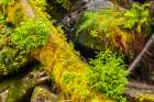 USA-Alaska-Tongass National Forest Mossy log and rocks scenic Art Print